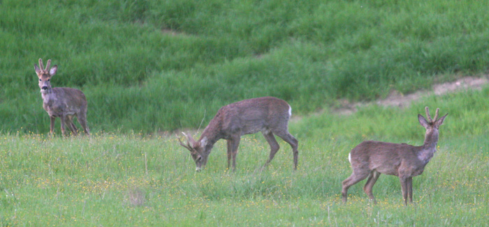 Il Capriolo